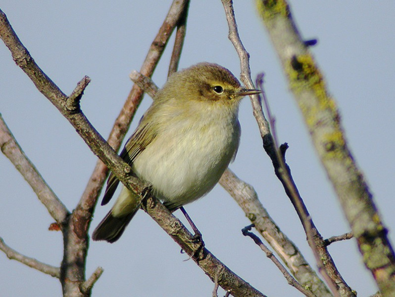 Phylloscopus collybita adulte