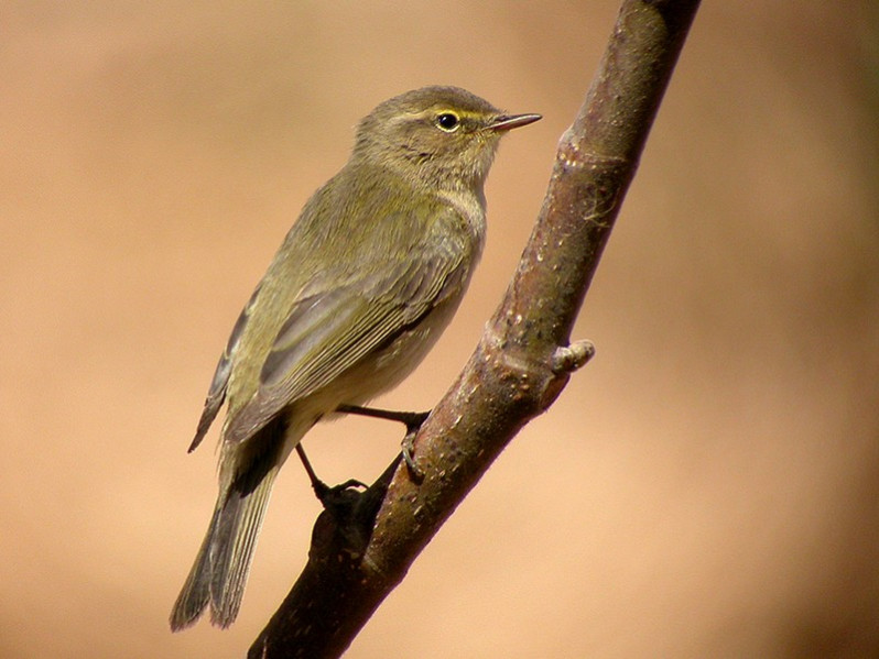 Phylloscopus collybita adulte