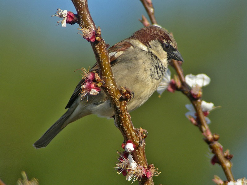 Passer domesticus mâle adulte