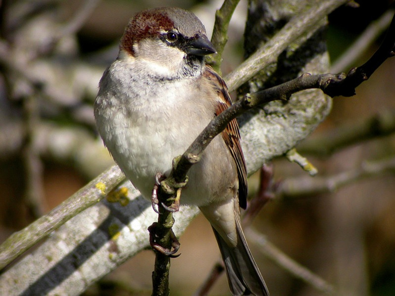 Passer domesticus mâle adulte
