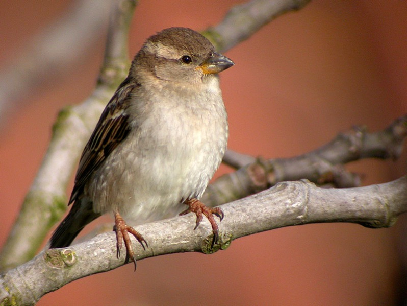 Passer domesticus femelle adulte