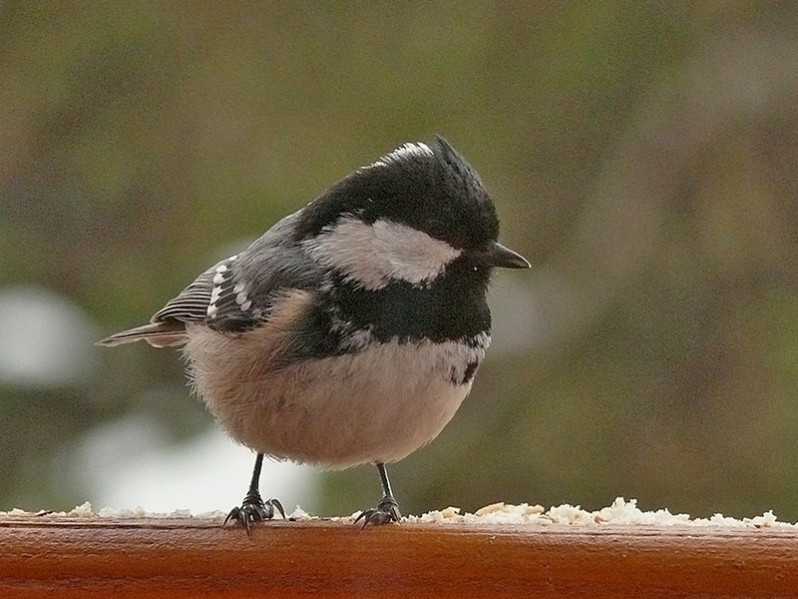 Periparus ater adulte