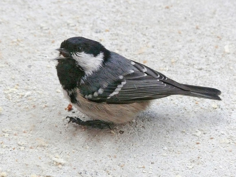 Periparus ater adulte