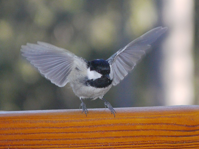 Periparus ater adulte