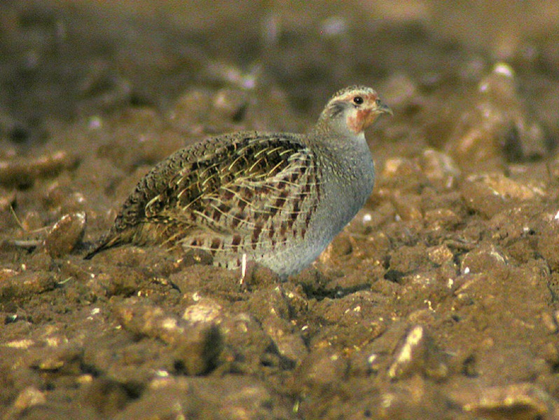 Perdix perdix adulte