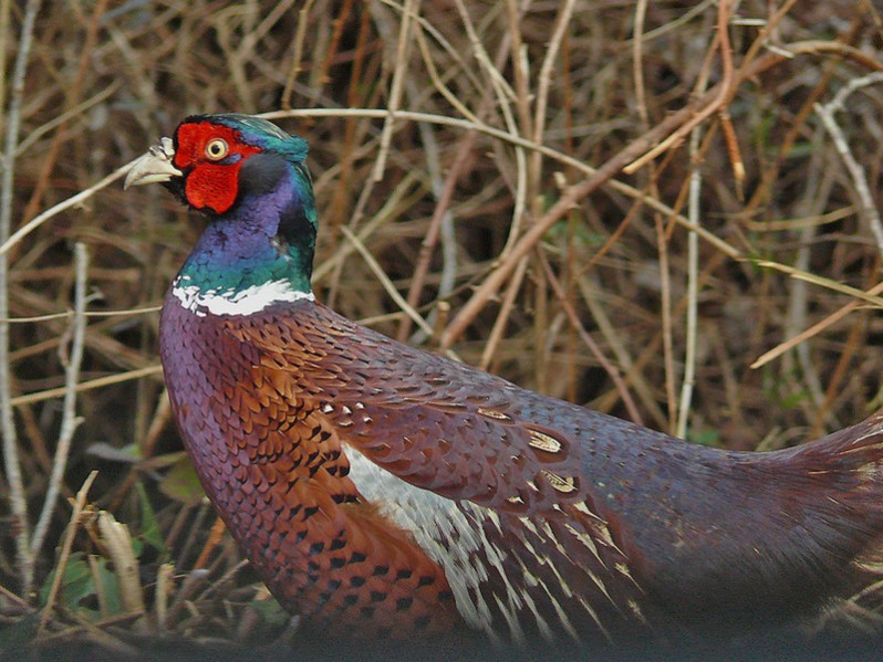 Phasianus colchicus adulte mâle