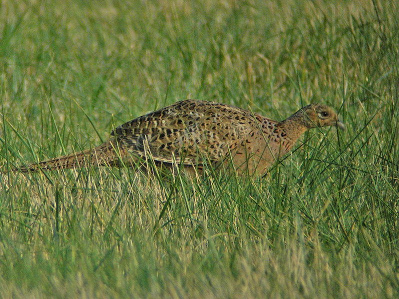 Phasianus colchicus adulte femelle