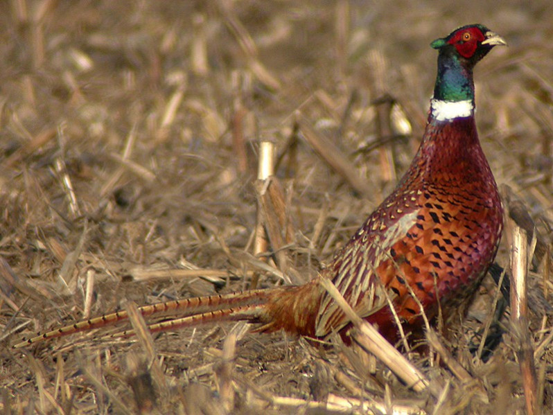 Phasianus colchicus adulte mâle