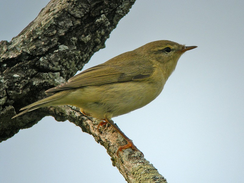 Phylloscopus trochilus adulte