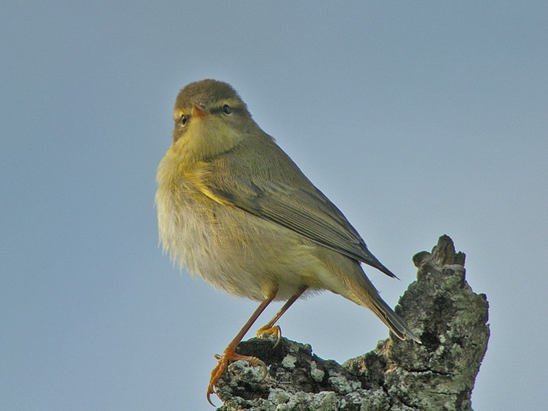 Phylloscopus trochilus adulte