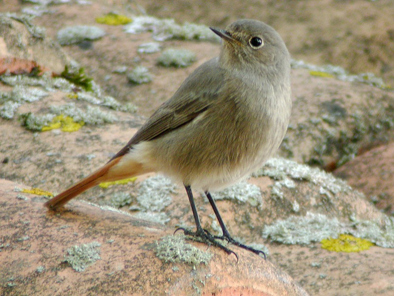 Phoenicurus ochuros juvénile