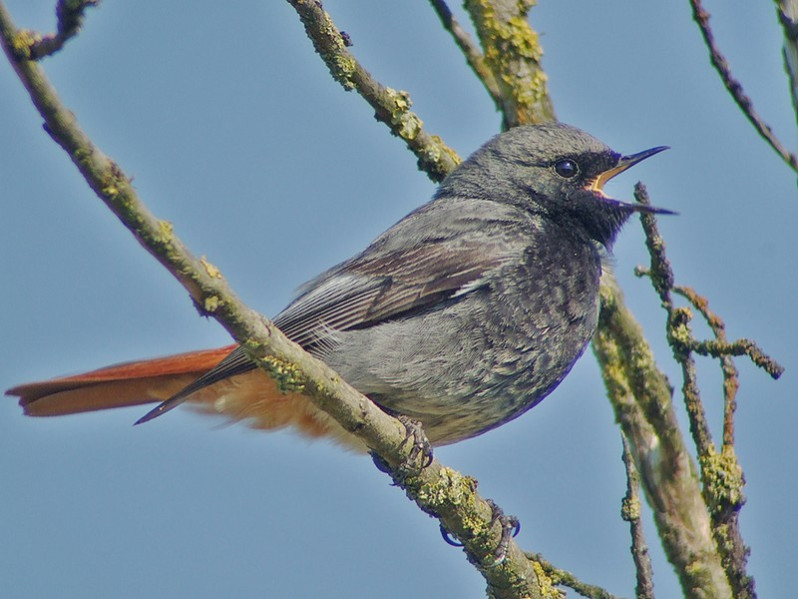 Phoenicurus ochuros adulte