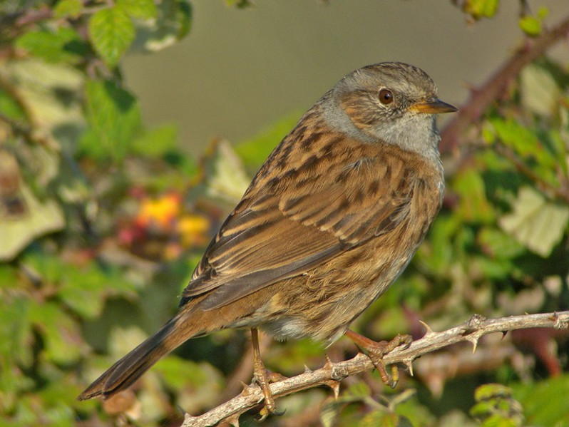 Prunella modularis adulte