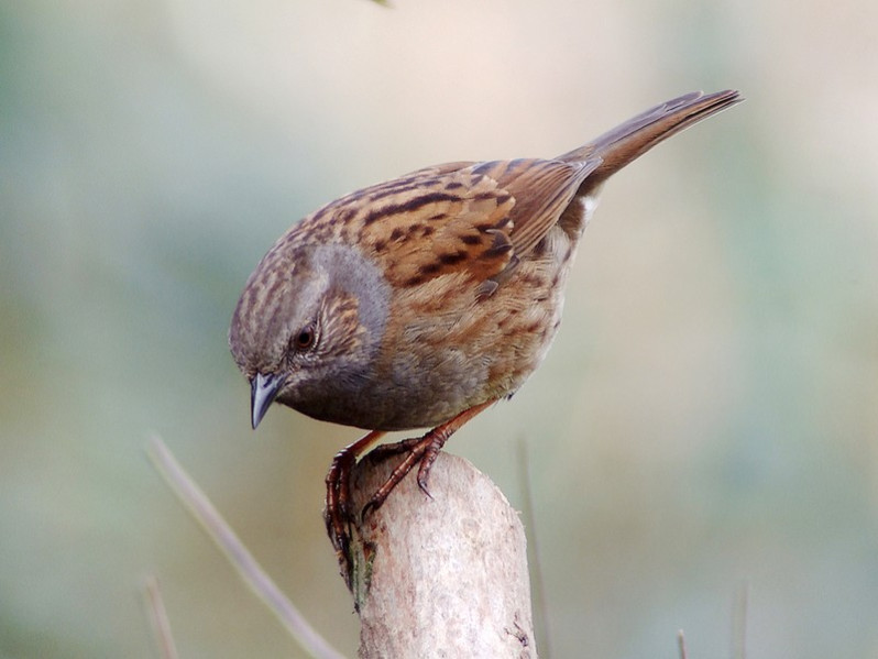 Prunella modularis adulte