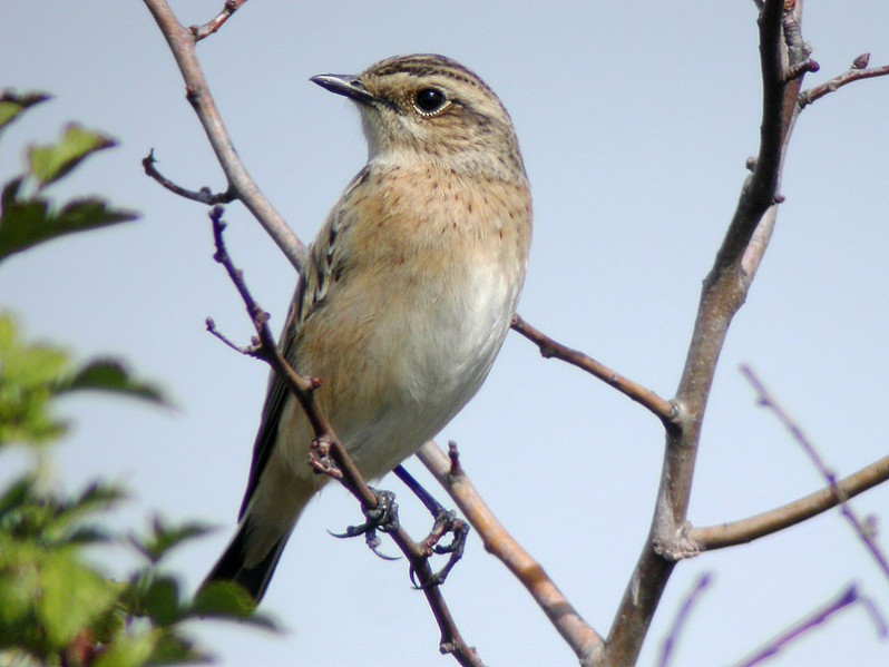 Saxicola rubetra adulte