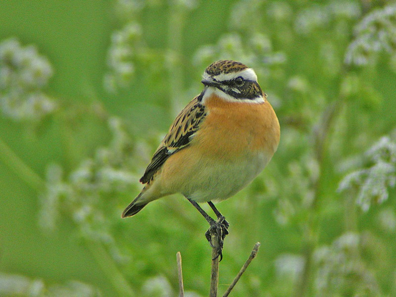 Saxicola rubetra adulte