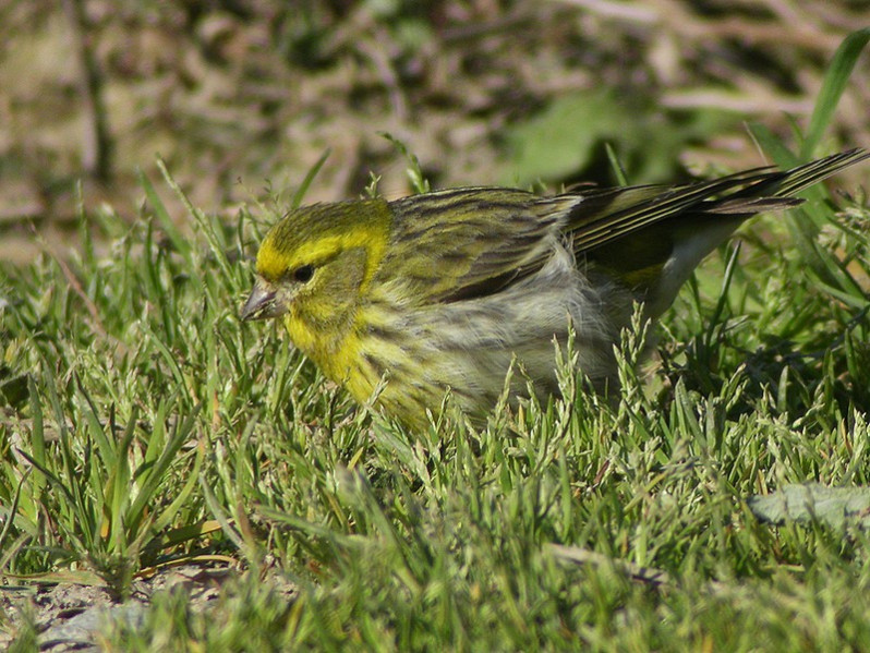Serinus serinus adulte