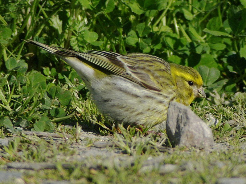 Serinus serinus adulte