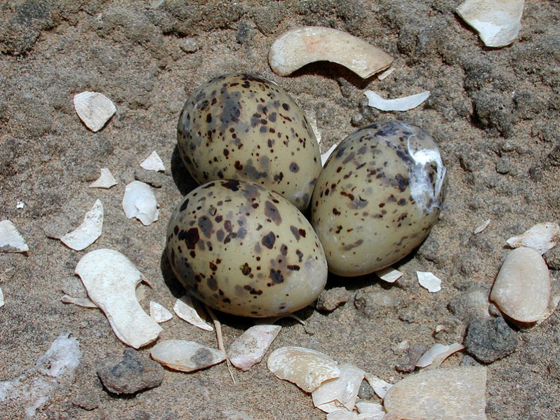 Sterna albifrons œufs