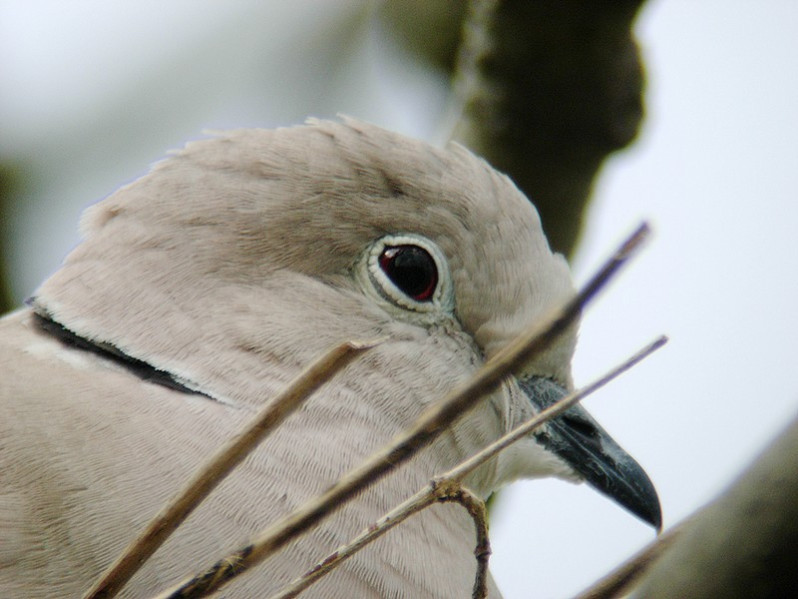 Streptolpelia decaocto adulte