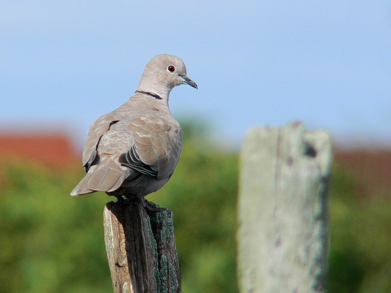 Streptolpelia decaocto adulte
