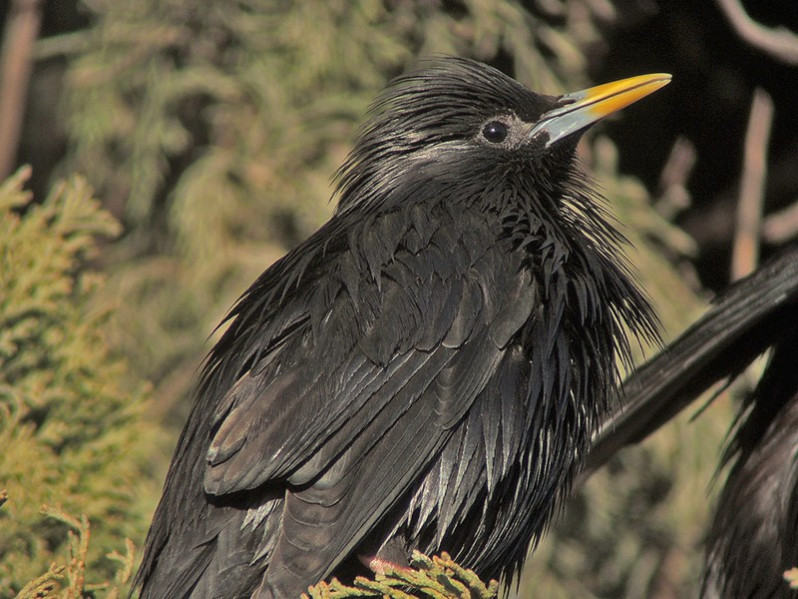 Sturnus unicolor adulte