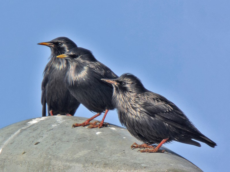 Sturnus unicolor adultes