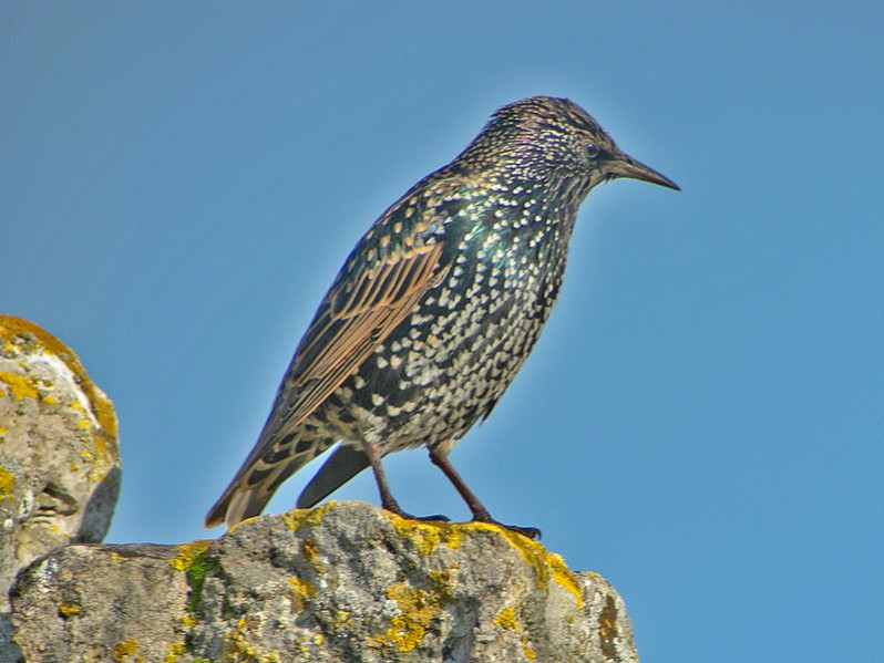 Sturnus vulgaris adulte