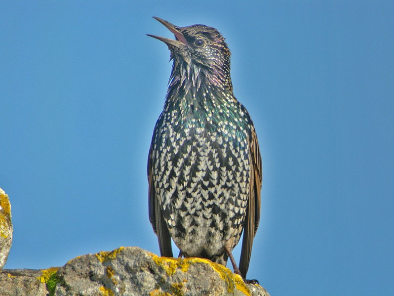 Sturnus vulgaris adulte