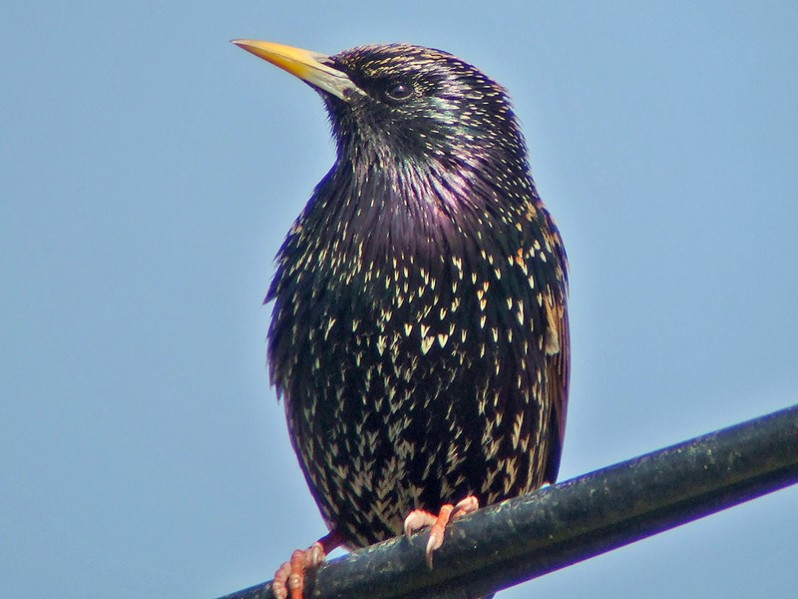 Sturnus vulgaris adulte