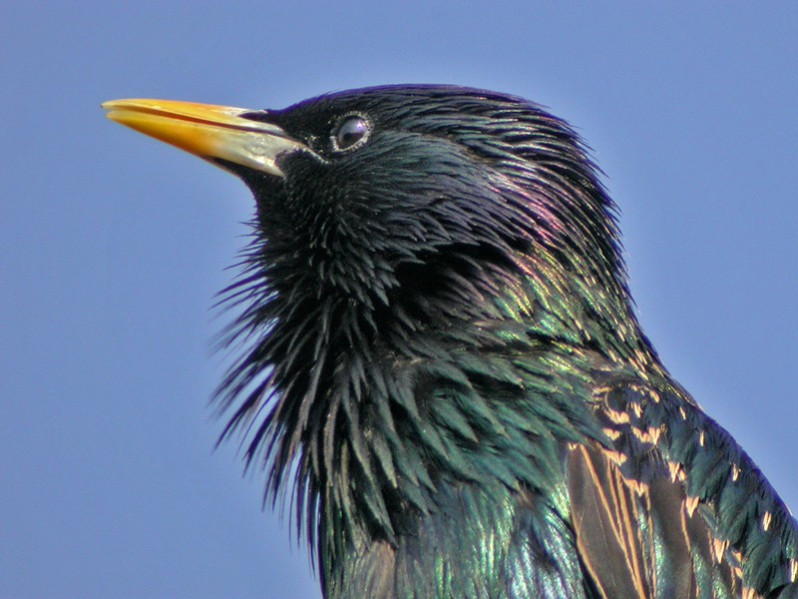 Sturnus vulgaris adulte