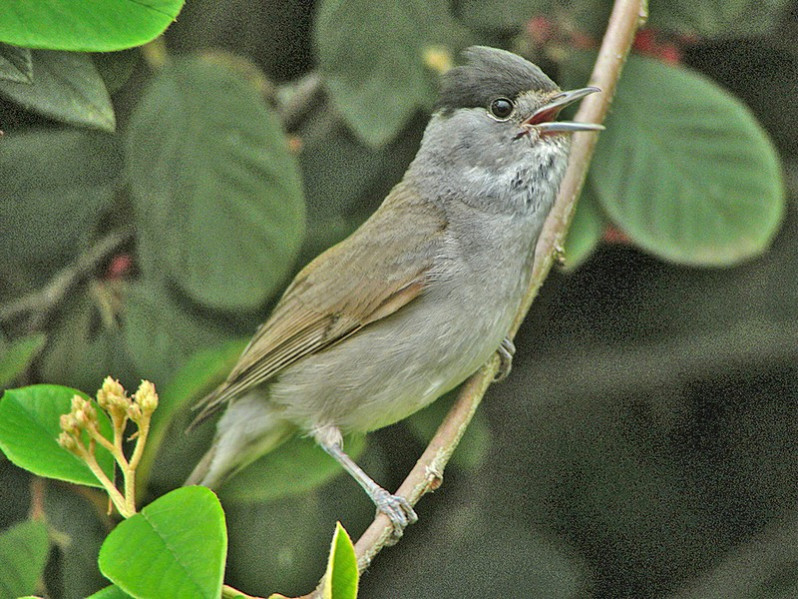Sylvia atricapilla adulte mâle