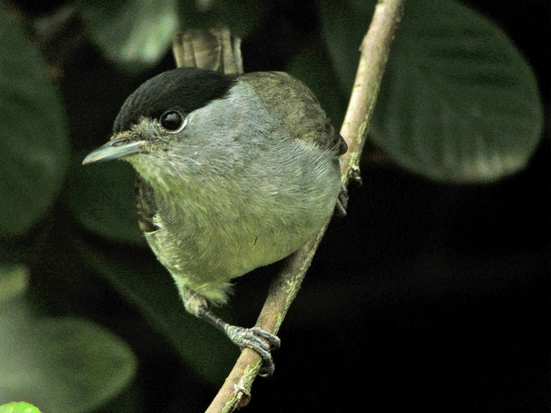 Sylvia atricapilla adulte mâle