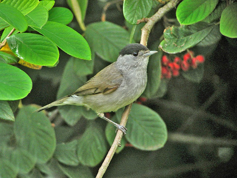 Sylvia atricapilla adulte mâle
