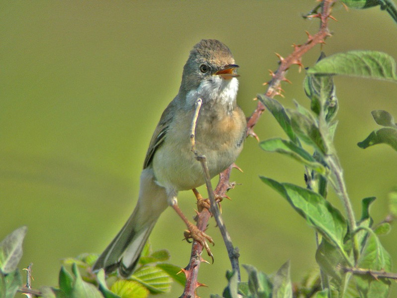 Sylvia communis adulte
