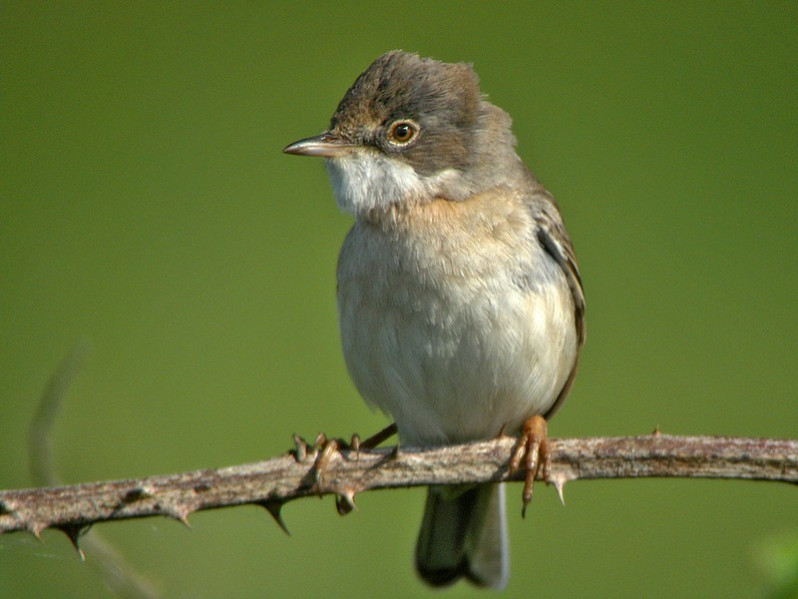Sylvia communis adulte