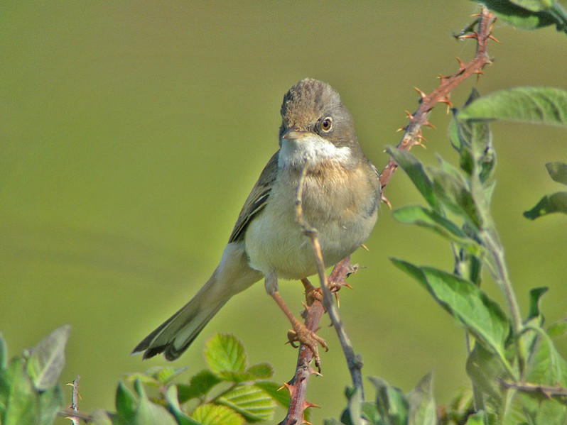 Sylvia communis adulte