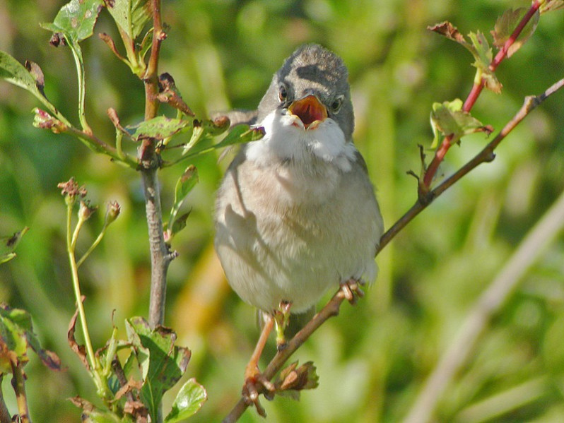 Sylvia communis adulte