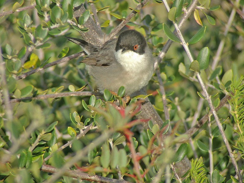 Sylvia melanocephala adulte