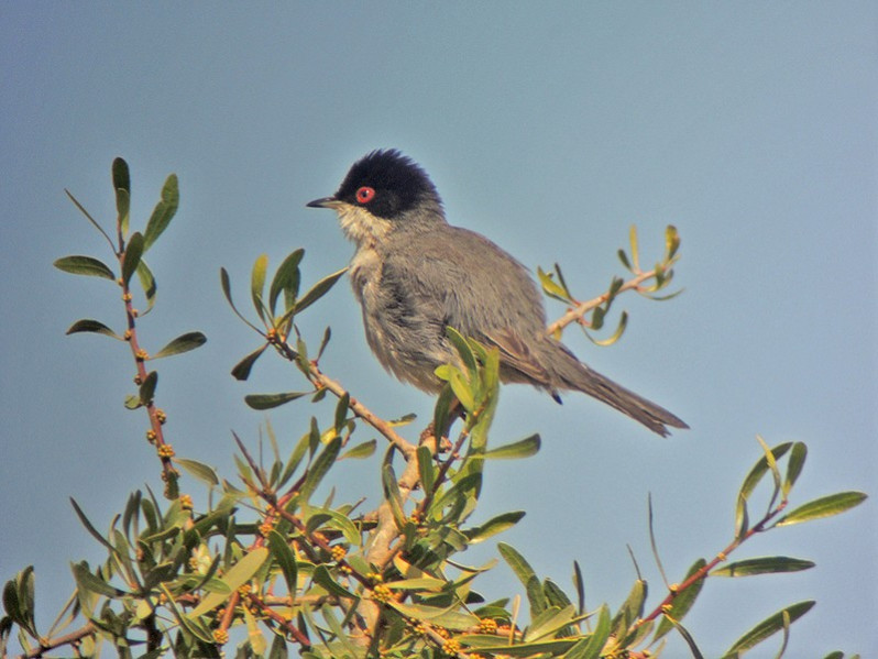 Sylvia melanocephala adulte