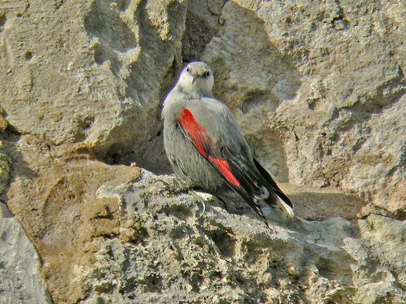 Tichodorma muraria adulte