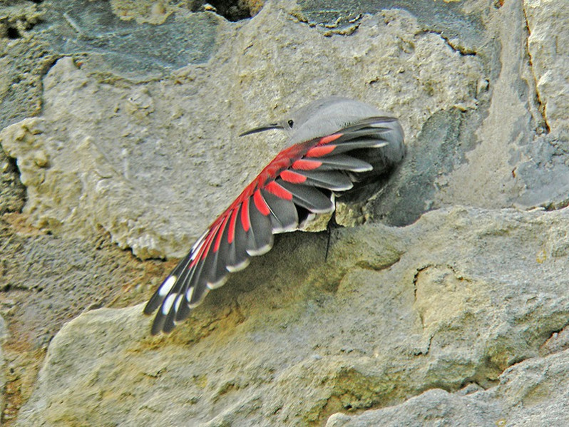 Tichodorma muraria adulte