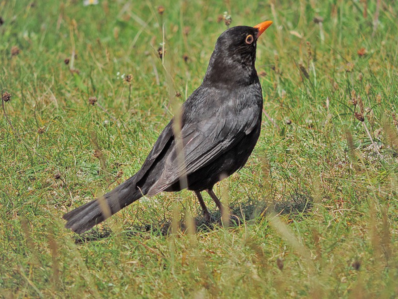Turdus merula adulte mâle