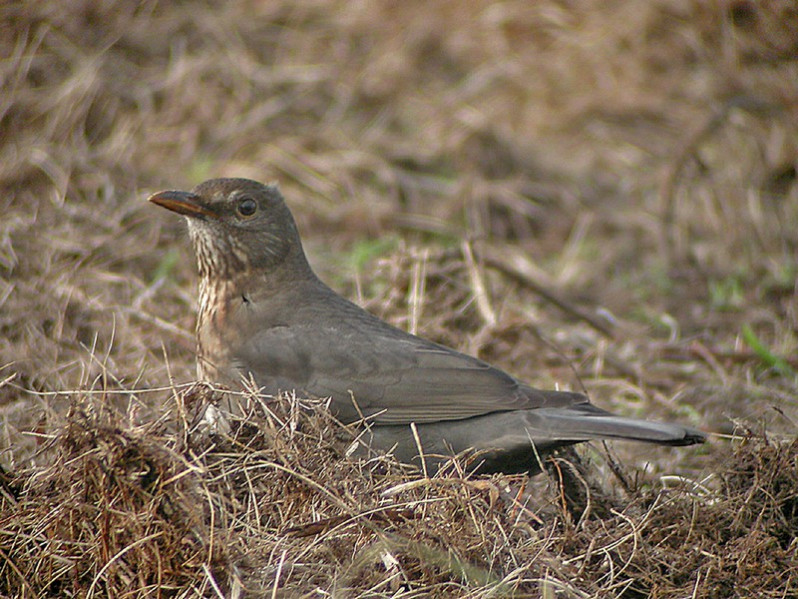 Turdus merula juvénile