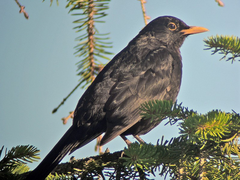 Turdus merula adulte mâle