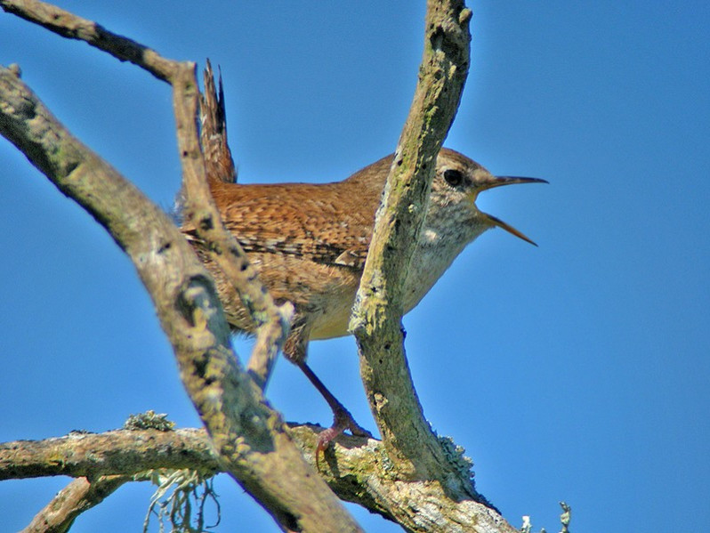 Troglodytes troglodytes adulte