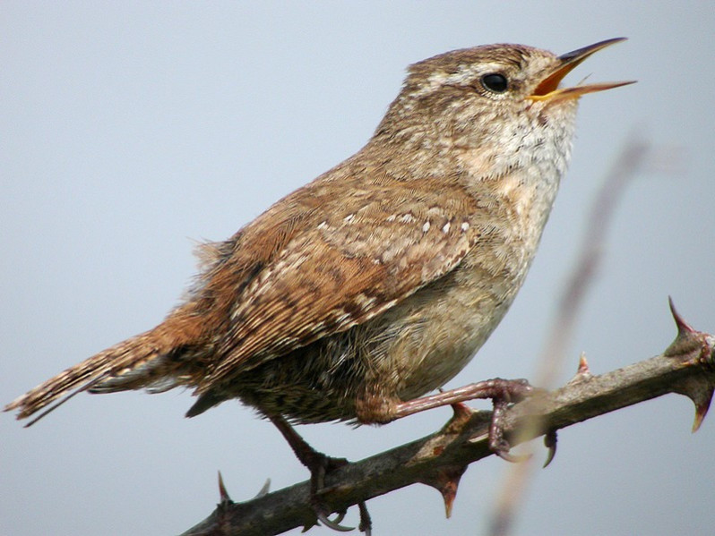 Troglodytes troglodytes adulte