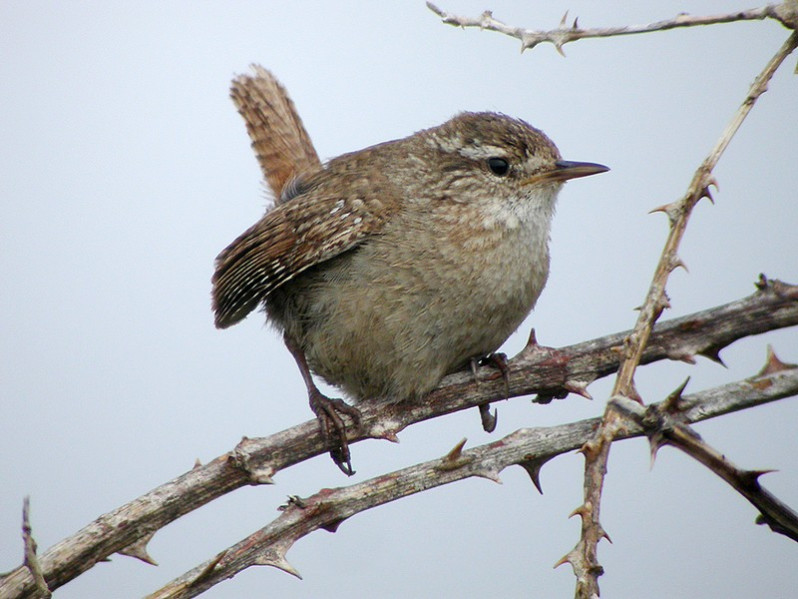 Troglodytes troglodytes adulte