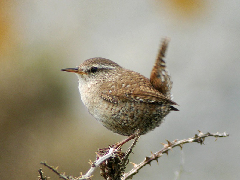 Troglodytes troglodytes adulte