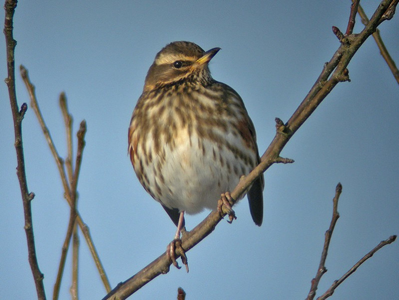 Turdus iliacus adulte